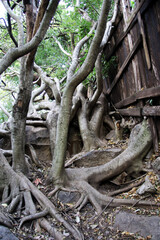 roots of a tree on rocks next to an old fence
