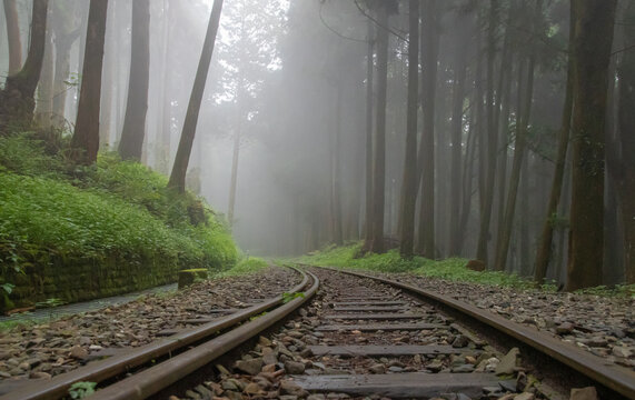 Forest train track and mist cypress forest
