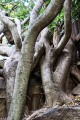 Fototapeta na wymiar roots and trunks of a tree