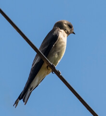 Linda Andorinha -serradora. Encontrada em &aacute;reas abertas como campos rios e lagos. Essa fotografada em lago de s&iacute;tio, localizado na regi&atilde;o de Juatuba, Minas Gerais, Brasil.