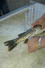 How to fillet a pike 