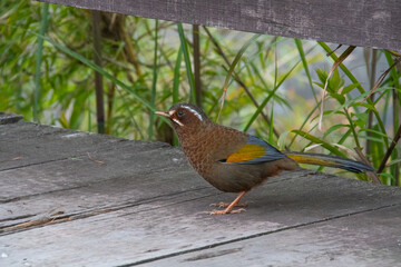 A small bird with colorful feathers 