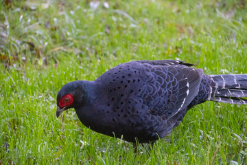 Taiwanese mikado bird