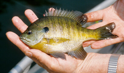 Close up of a bluegill
