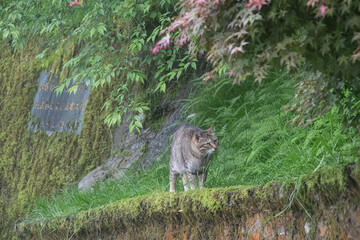 Naklejka na ściany i meble A cat is watching a maple tree
