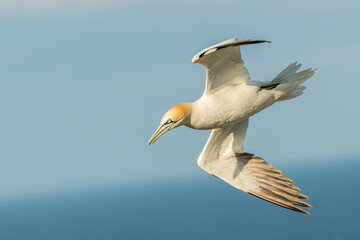 Fototapeta na wymiar Northern gannet (Morus bassanus) in flight over the water. Stunning British seabird portrait.