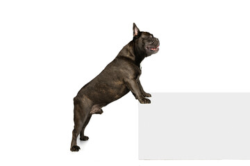 Cute purebred dog, black color French bulldog posing isolated over white background. Concept of activity, pets, care, vet, love, animal life. Profile view