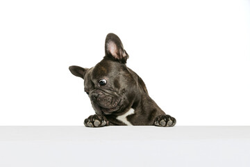 Portrait of beautiful small dog, black color French bulldog posing isolated over white background....