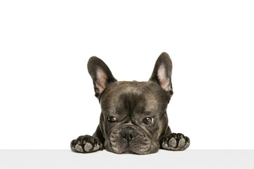 Half-length portrait of charming small dog, black color French bulldog isolated over white background. Concept of activity, pets, care, vet, love, animal life.