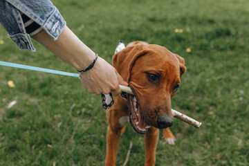 Crop woman playing with Rhodesian Ridgeback dog with stick during walk in summer park on green lawn 