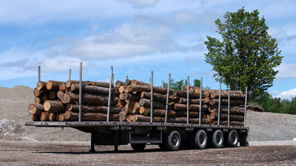 Piles of tree logs in a saw mill yard