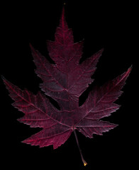 feuille d' érable argenté