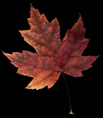 feuille d' érable argenté