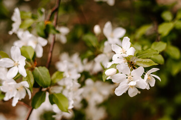 Apple tree's flower