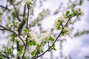 Apple tree's flower