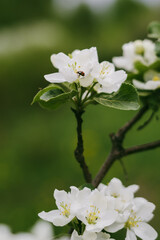 Apple tree's flower