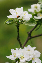 Apple tree's flower