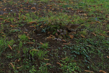 Pajaro buscando