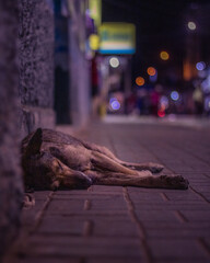 Perro callejero descansando en la interperie
