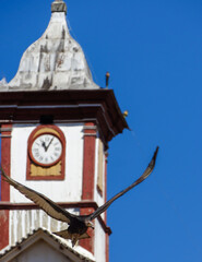 Linda torre de igreja com relógio e uma ave voando bem enfrente, localizada no município do...