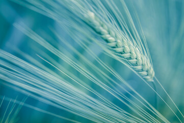 Natural macro background of growing wheat in the field