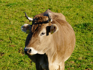 a beautiful cow looking closely on a green alpine meadow in Bavaria (Germany)	