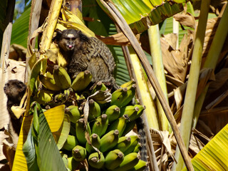 Lindo Sagui-de-tufos-pretos, em bananeira na região rural do bairro Jardim das Oliveiras, município de Esmeraldas, Minas Gerais, Brasil.