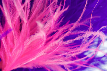 Abstract out of ostrich feathers. Ostrich feathers painted pink.	
