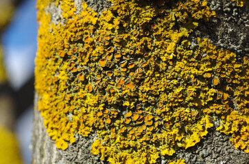 The bark of an old tree with yellow spring lichen. Yellow moss on a tree branch