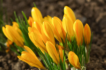 Obraz premium Yellow crocus flower in green grass in spring. Spring flowers. 