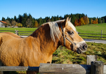 	a blond palomino mare looking at the passers-by on the meadow near the Pilgrimage Church of Wies...
