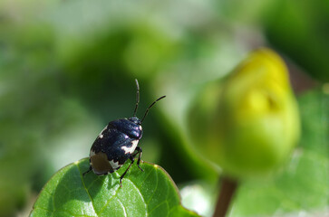 Insects. A small black beetle sits on a green leaf and looks at an unblown flower.