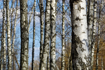 Fototapeta premium Photo of black and white birches in a birch grove with birch bark between other birches. Birch trees trunks - black and white natural background