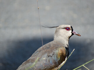 Lindo Quero-quero ou Terém-terém, ave fotografada em praia com muitas pequenas pedras e areias escuras, localizada em Vitória no estado do Espírito Santo, Brasil.