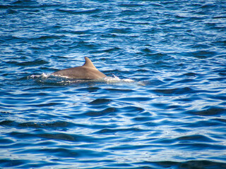 Aleta dorsal de un delfín saliendo de la superficie del agua.