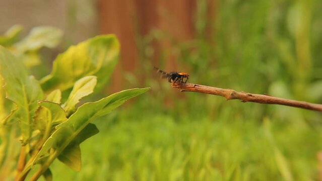 Ladybird spider jumping (Male young, Eresus sandaliatus).
Closeup Jumping spiders.
Ladybug spider in nature, woods.
Insect, bugs, bug.
Predator, Micro monsters.
Wild Animals, animal.
Insects Wildlife