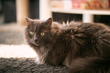 A domestic grey cat looks into the camera. Indoor portrait of a longhaired kitty with green eyes.