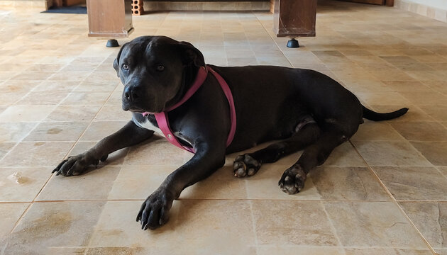 Pit bull, termo usaso nos Estados  Unidos para um tipo de cão descendente de billdogs e terriers. Esse fotografado em sítio localizado em Juatuba, Minas Gerais, Brasil.