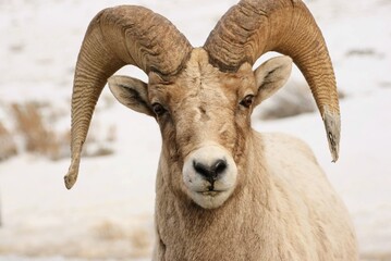 A beautiful male Bighorn sheep stares directly into the camera