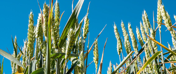 Espigas de trigo verde a finales de mayo contra fondo azul del cielo.
