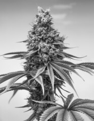 Hanf-Pflanze Cannabis Pflanze Schwarz Weiß