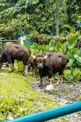 The American bison, is a species of bison native to North America. Bison are often called buffalo. Picture taken at the National Zoo of Malaysia.