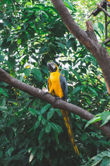 A parrot in the outdoor. Picture taken at the Malacca Zoo, Malacca, Malaysia.