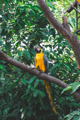 A parrot in the outdoor. Picture taken at the Malacca Zoo, Malacca, Malaysia.