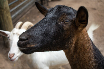 portrait of a goat