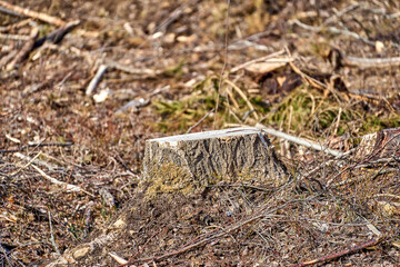 Wood cutting, destroying the environment. Field with tree stump close up shot.