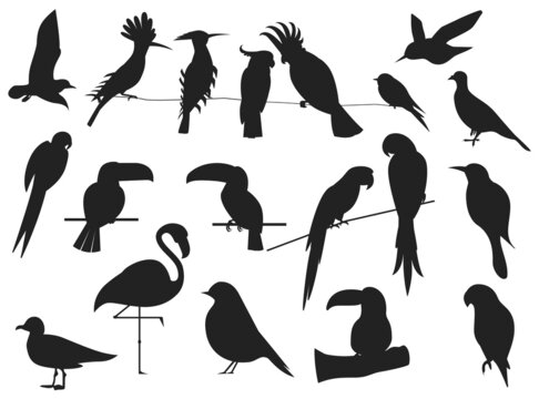 Pigeon, peacock, crow Silhouettes premium vector template