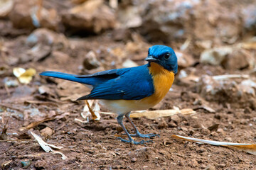 Tickell's blue flycatcher (Cyornis tickelliae) photographed in Mumbai in Maharashtra, India