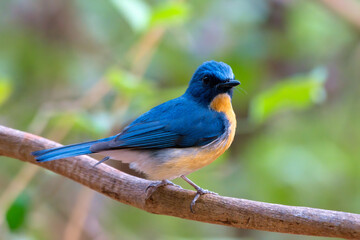 Tickell's blue flycatcher (Cyornis tickelliae) photographed in Mumbai in Maharashtra, India
