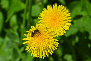 Yellow dandelions.